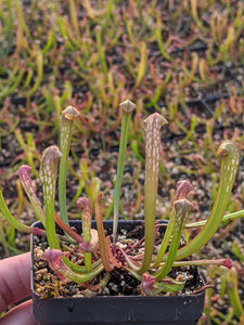 Sarracenia minor "Okee Giant" Hooded Pitcher Plant-Flytrap King