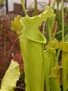 Sarracenia mitchelianna "albino" x Green Monster pitcher plant