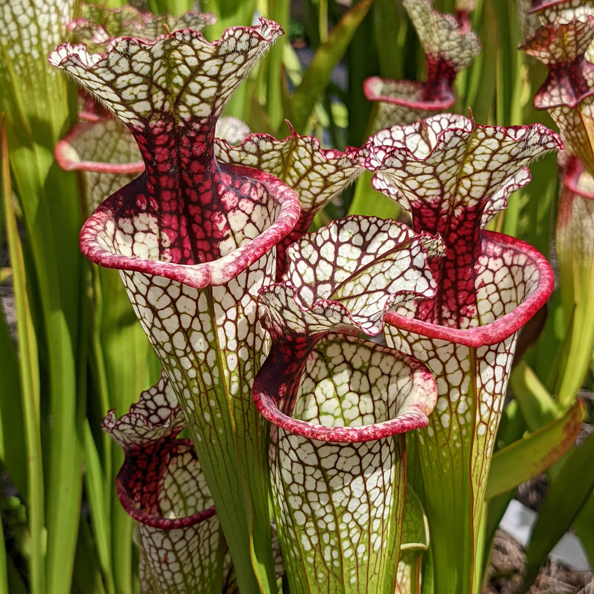 Sarracenia - North American Pitcher Plants – Page 3 – Flytrap King