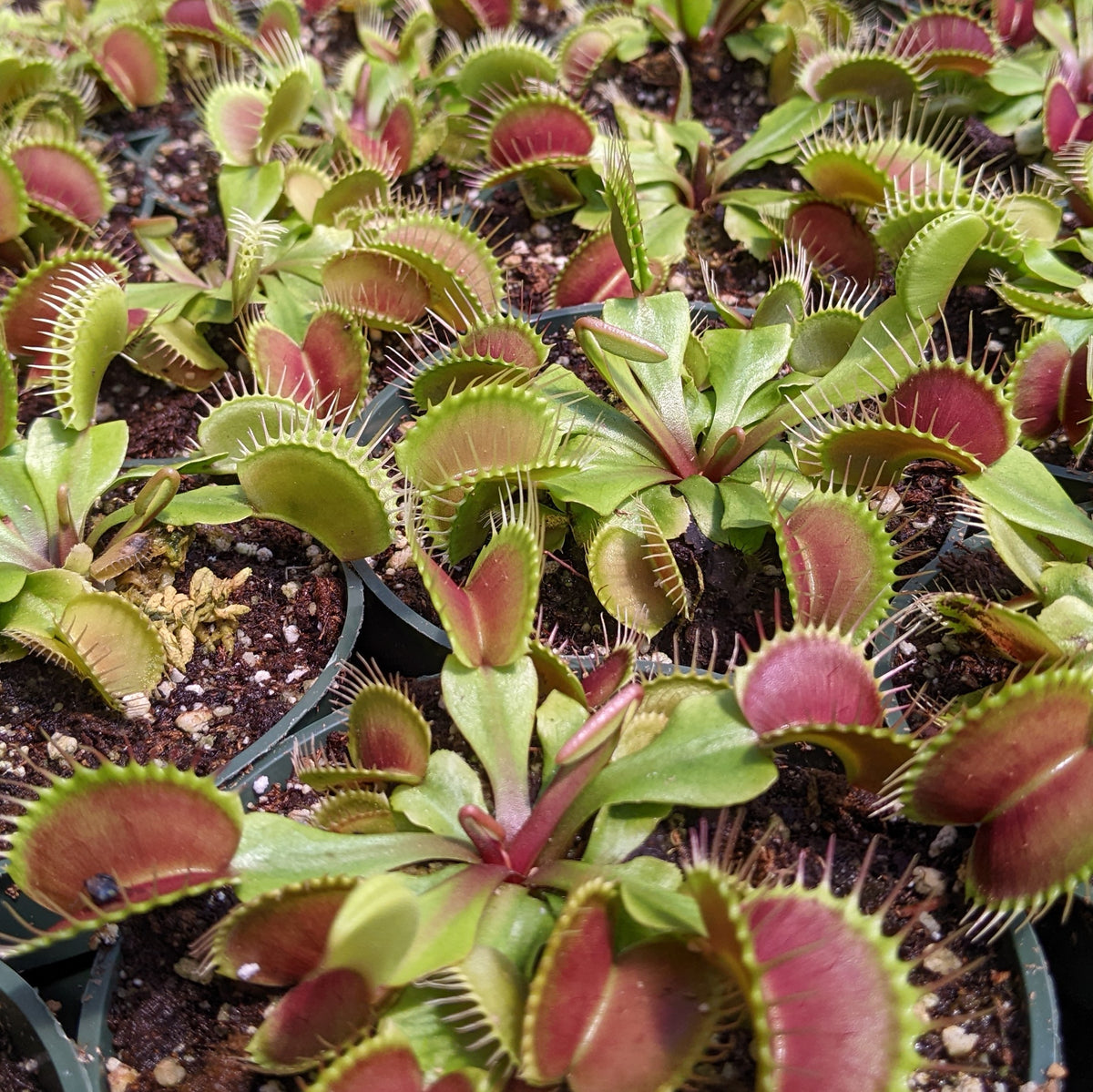 Venus Flytraps and Sundews – Flytrap King
