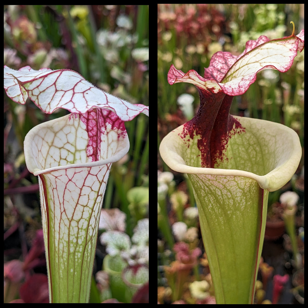 Sarracenia ‘Iamsatyricon’ x ‘Legacy’ seeds