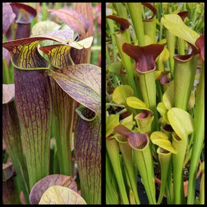 Sarracenia alata "Black Orgel's Orchids" x alata "Maroon Throat" seeds