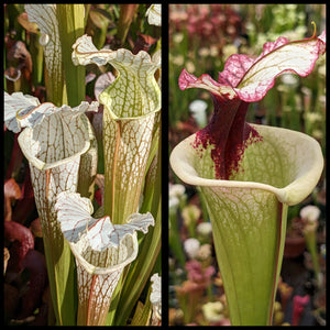 Sarracenia (readii x Schnell’s Ghost) x ‘Legacy’ seeds