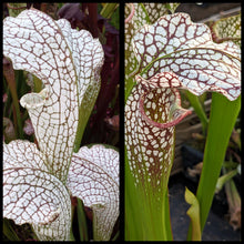 Load image into Gallery viewer, Sarracenia “White Scorpion” x (excellens x moorei) seeds