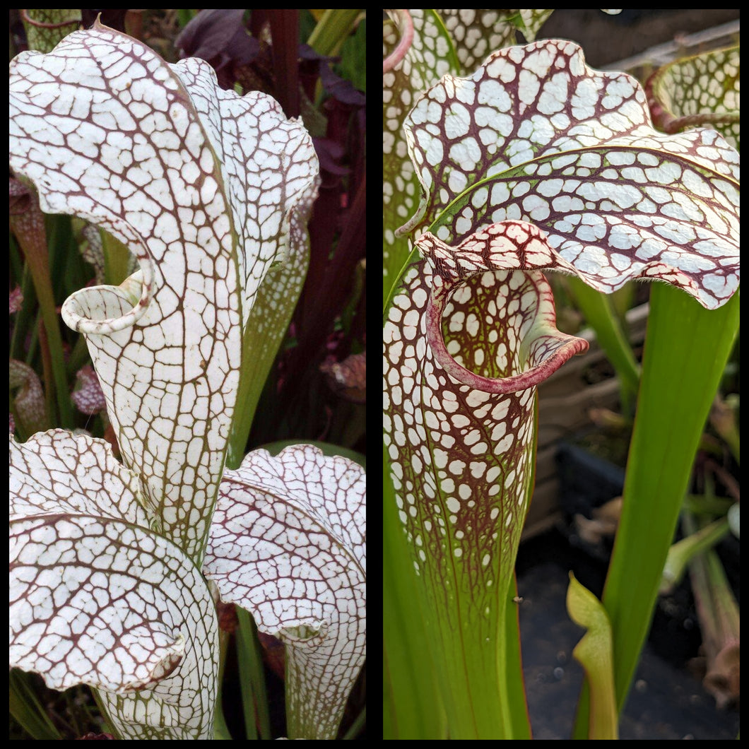 Sarracenia “White Scorpion” x (excellens x moorei) seeds