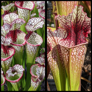 Sarracenia ‘Lunchbox’ x "Drew McClain" seeds