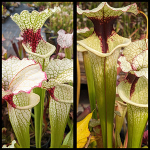 Sarracenia ("Wilkerson's White Knight" x 'Lunchbox') x 'Legacy' seeds