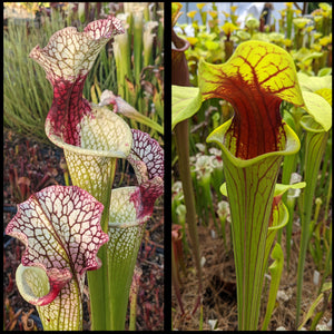 Sarracenia ("Wilkerson's White Knight" x 'Lunchbox') x flava “Extreme Throat" seeds