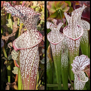 Sarracenia “Wilkerson’s Red F2” x ‘Wilkerson’s Red Rocket’ seeds
