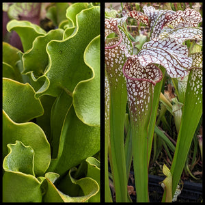 Sarracenia (excellens x moorei) x  purpurea ssp. purpurea “albino” seeds