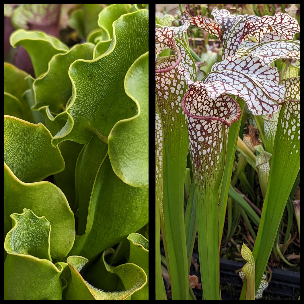 Sarracenia (excellens x moorei) x  purpurea ssp. purpurea “albino” seeds