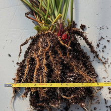 Load image into Gallery viewer, Wholesale Sarracenia &#39;Lunchbox&#39; 8 count, 6&quot; pot size