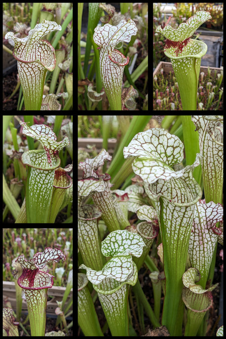 Wholesale Sarracenia (Leah Wilkerson x umlauftiana) x 'Leah Wilkerson' 15 count