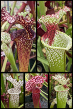 Load image into Gallery viewer, Wholesale Sarracenia hybrid supermix 20 count