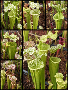 Sarracenia 'Adrian Slack' x 'Hurricane Creek White' "Clone F" pitcher plant seedlings