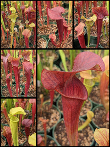 Sarracenia "Kew Gardens" x 'Pride' pitcher plant seedlings