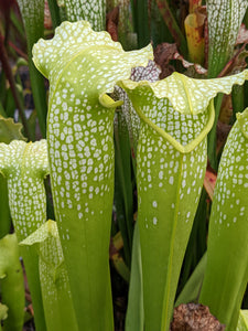 Sarracenia excellens "albino" pitcher plant