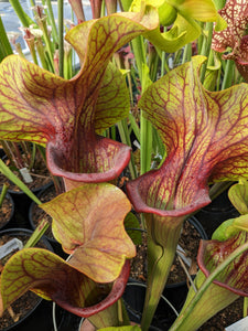 Sarracenia "Potty Mouth" pitcher plant