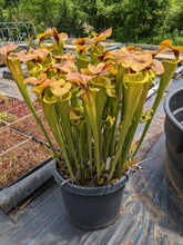 Load image into Gallery viewer, Black Friday Sarracenia &quot;Megalodon&quot; ... 50% off!