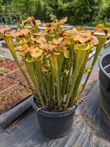 Sarracenia "Megalodon" Pitcher Plant