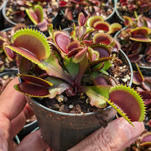 Load image into Gallery viewer, 3&quot; pot of Red Piranha Venus flytrap