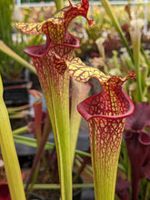 Load image into Gallery viewer, Wholesale Sarracenia hybrid supermix 20 count