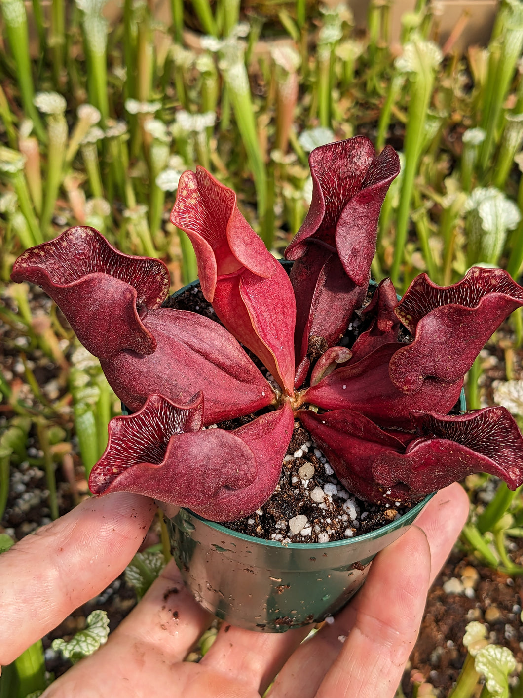Sarracenia purpurea ssp venosa - Southern purple pitcher plant
