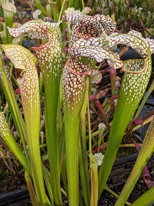 Sarracenia “White Scorpion” x (excellens x moorei) seeds