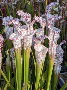 Sarracenia leucophylla "Liberty" pitcher plant