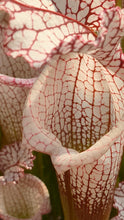 Load image into Gallery viewer, Sarracenia leucophylla &quot;Liberty&quot; pitcher plant