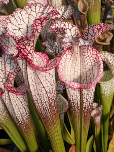 Sarracenia leucophylla "Liberty" pitcher plant