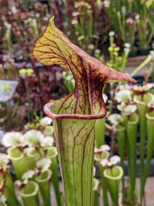 SKU25 (purple lips x ornata) x Adrian Slack
