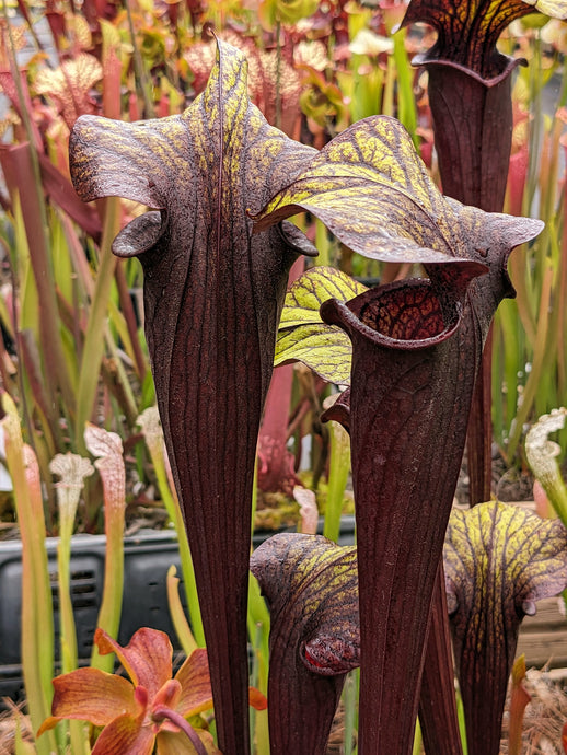 Sarracenia 'Black Widow' pitcher plant