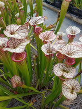 Load image into Gallery viewer, Sarracenia Adrian Slack pitcher plant-Flytrap King