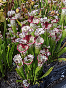 Sarracenia 'Lunchbox' Pitcher Plant-Flytrap King