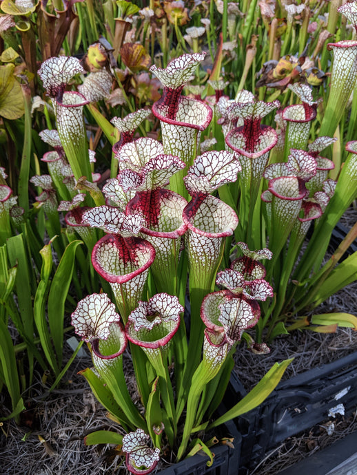 Sarracenia 'Lunchbox' Pitcher Plant-Flytrap King