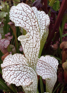 Sarracenia "White Scorpion" Pitcher Plant-Flytrap King
