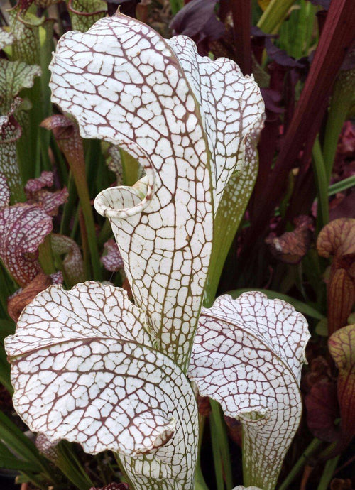 Sarracenia 