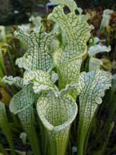 Load image into Gallery viewer, Sarracenia leucophylla Albino White Top Pitcher Plant-Flytrap King