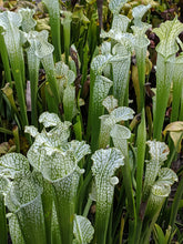 Load image into Gallery viewer, Sarracenia leucophylla Albino White Top Pitcher Plant-Flytrap King