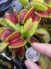Load image into Gallery viewer, "B-52" Venus Flytrap-Flytrap King