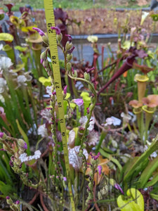 Threadleaf Sundew Range