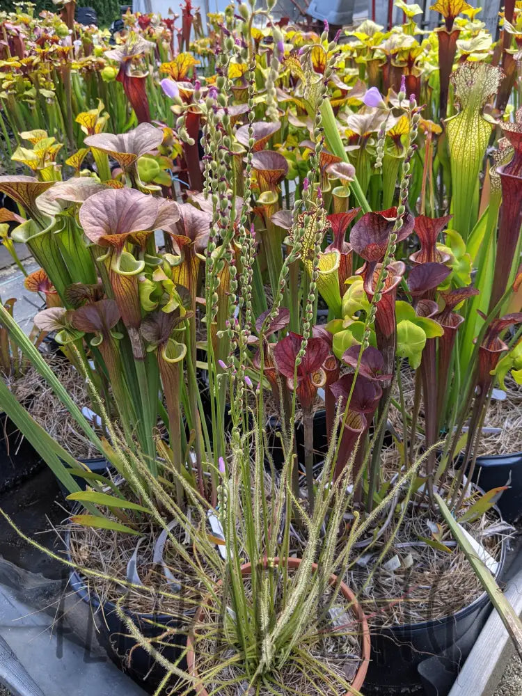 Threadleaf Sundew Range