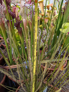 Threadleaf Sundew Range