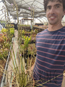 Threadleaf Sundew Range