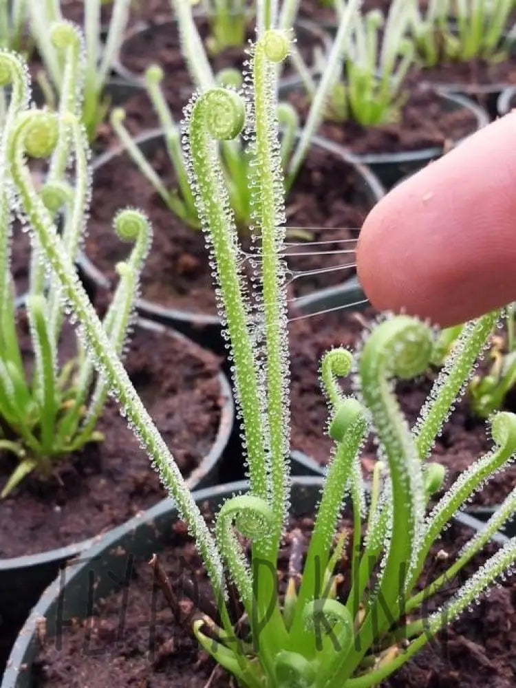 sundew plant Drosera filiformis var. tracyii