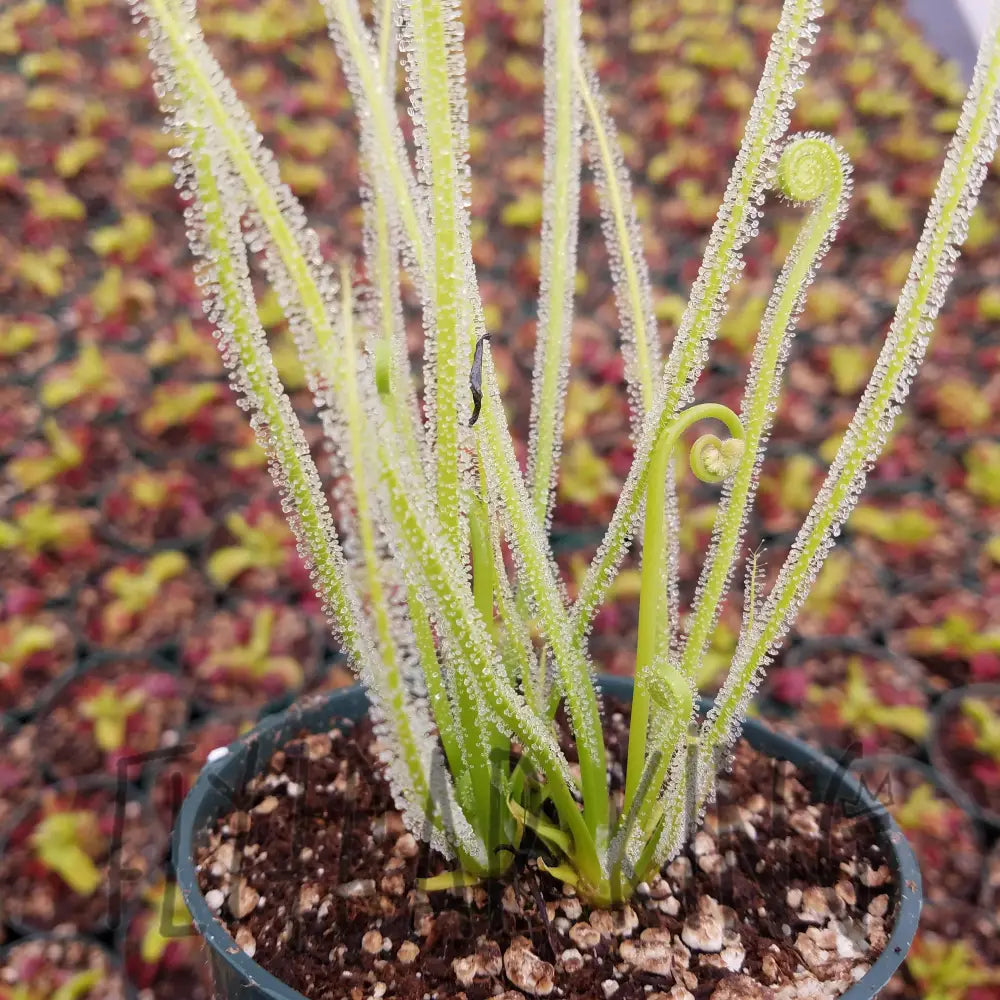Threadleaf Sundew Range Buy Online Threadleaf Sundew Drosera Filiformis – Flytrap King