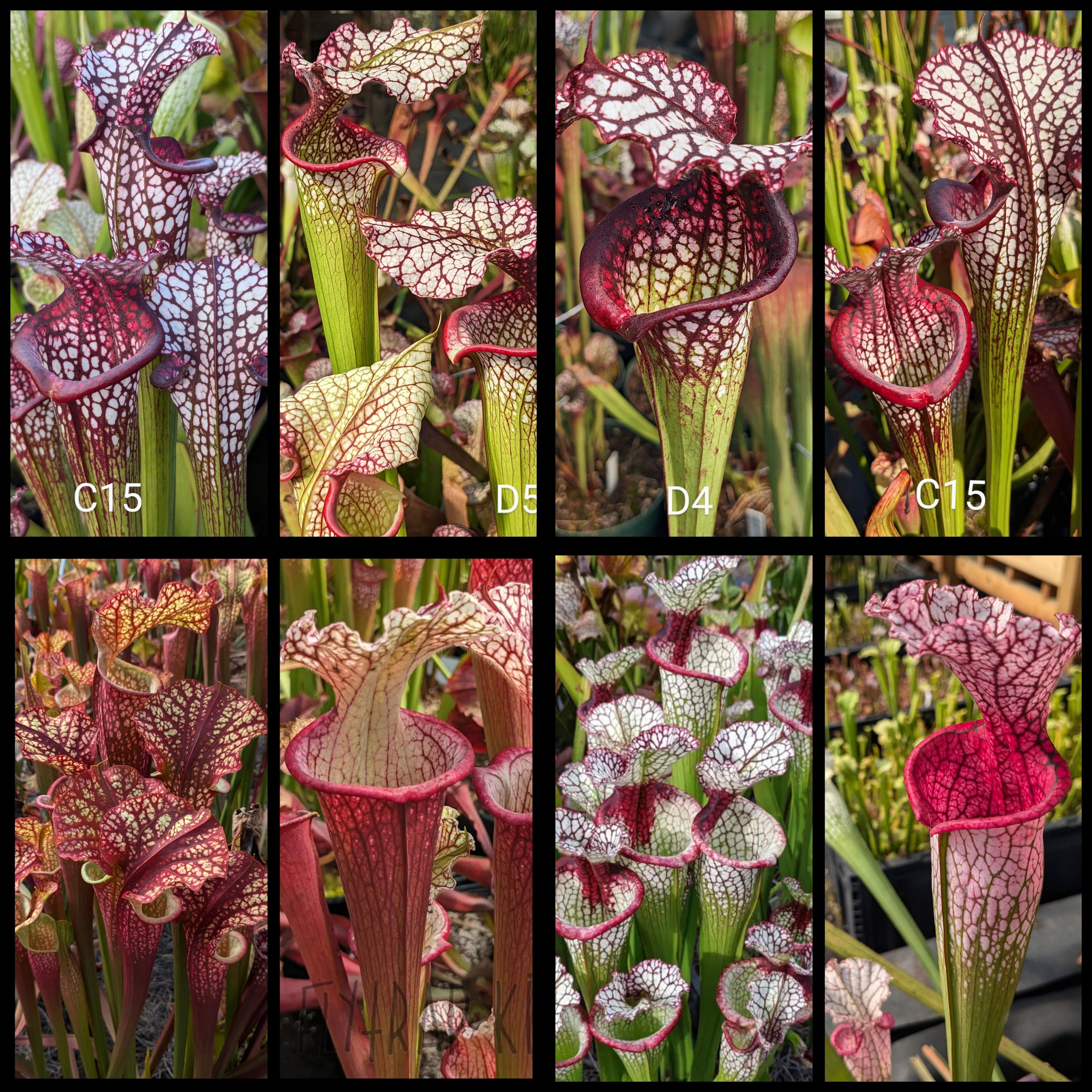 Seed mix #42. Hawt Hybrids. Approximately 175 seeds! – Flytrap King