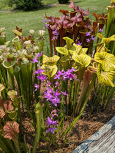 Load image into Gallery viewer, Calopogon tuberosus - Black Friday special offer!