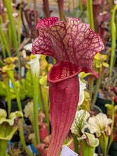 Load image into Gallery viewer, SKU36 (“leucophylla OP x Lunchbox”) x rosea